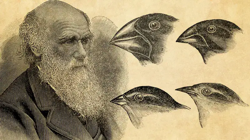 Retrato de Charles Darwin ao lado de desenhos de diferentes espécies de pássaros, destacando detalhes de seus bicos e cabeças.